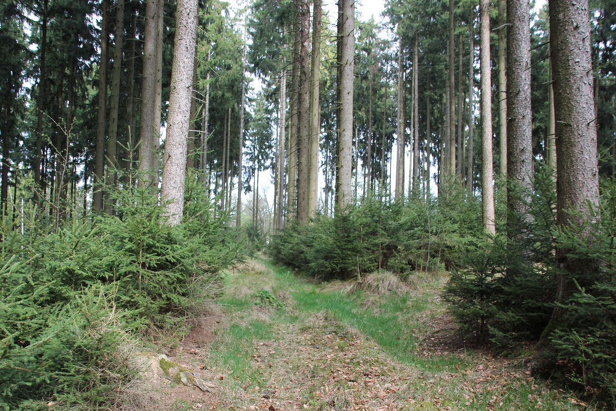 Burgstall der Kelten bei Kirchberg