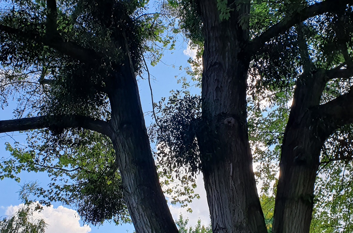 Misteln am Baum