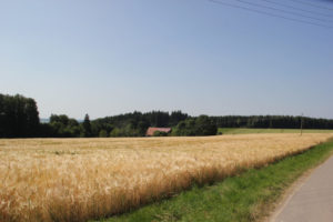Getreidefeld Scharben