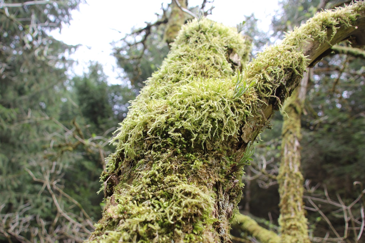 Moosiger Baum