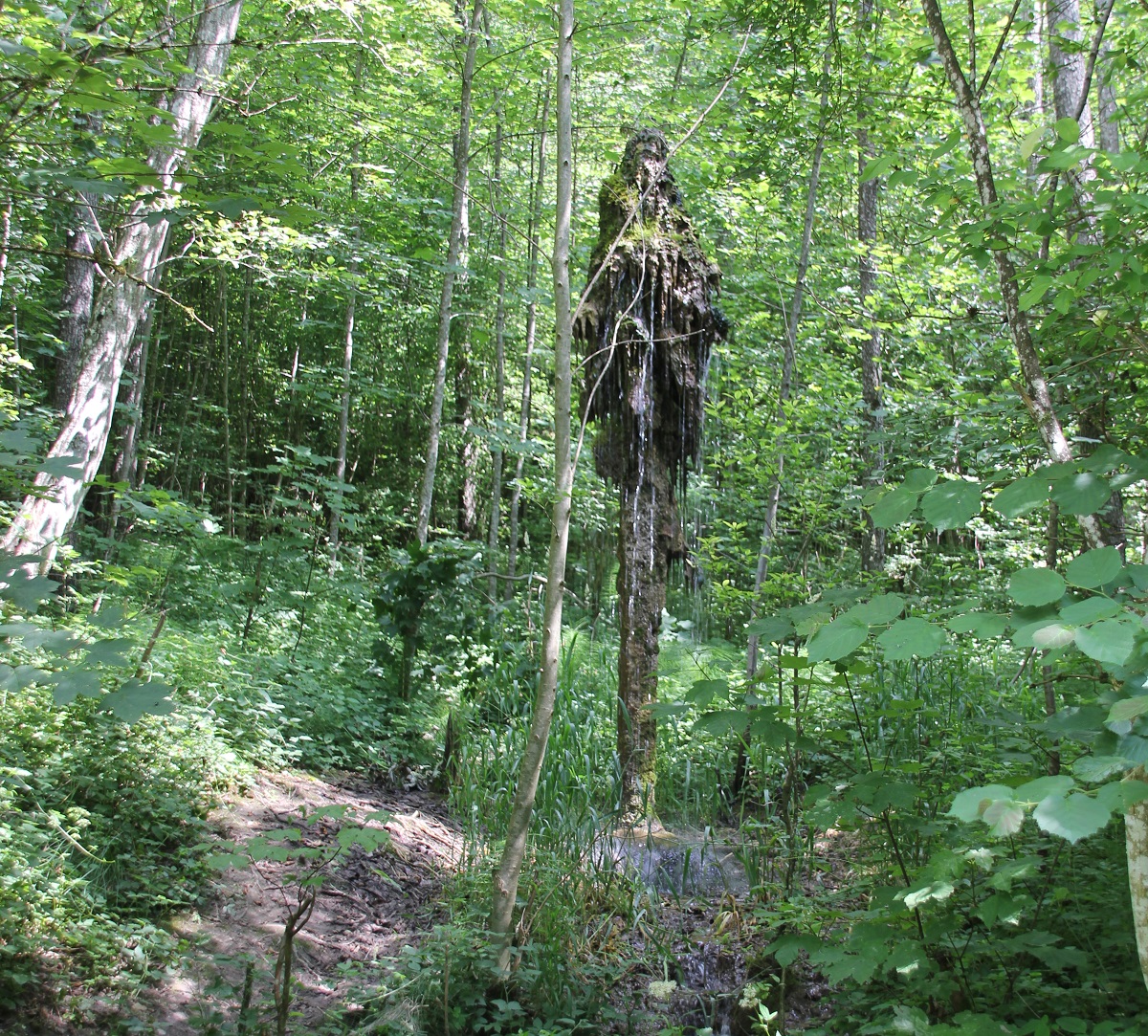 Mysteriöses Gebilde im Wald