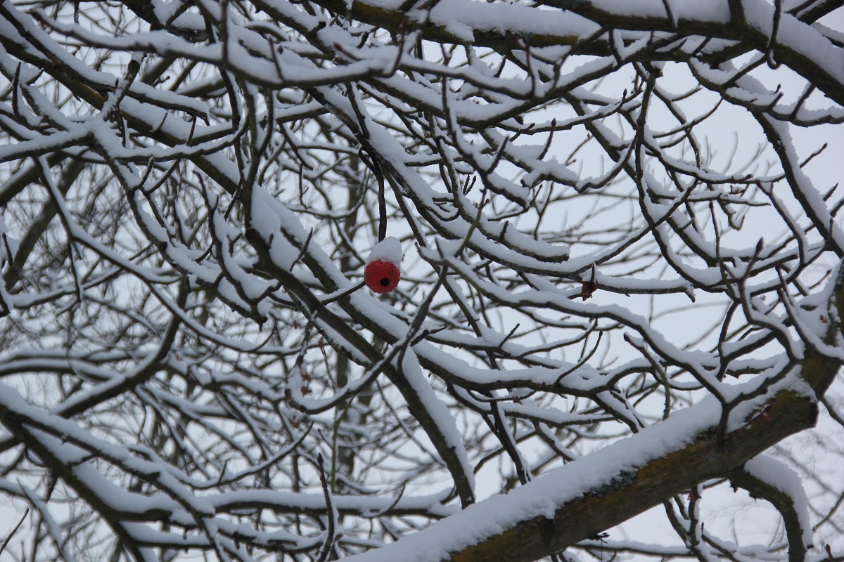 Schnee auf Baum